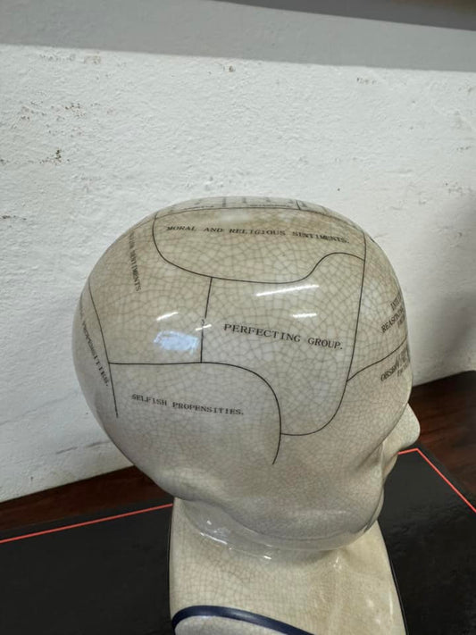 Medium Ceramic Phrenology Bust