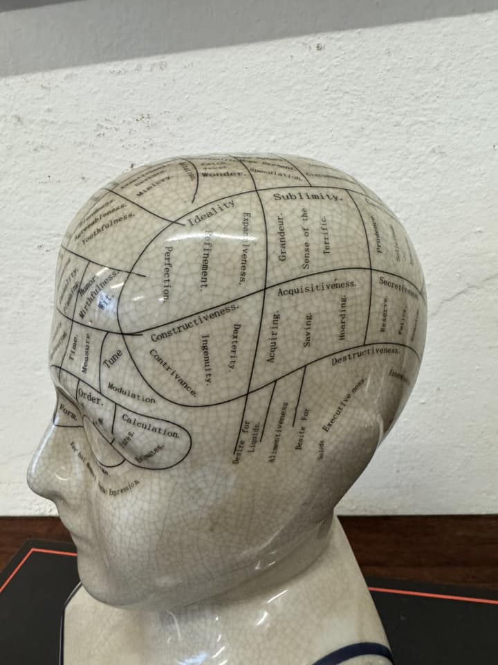 Medium Ceramic Phrenology Bust