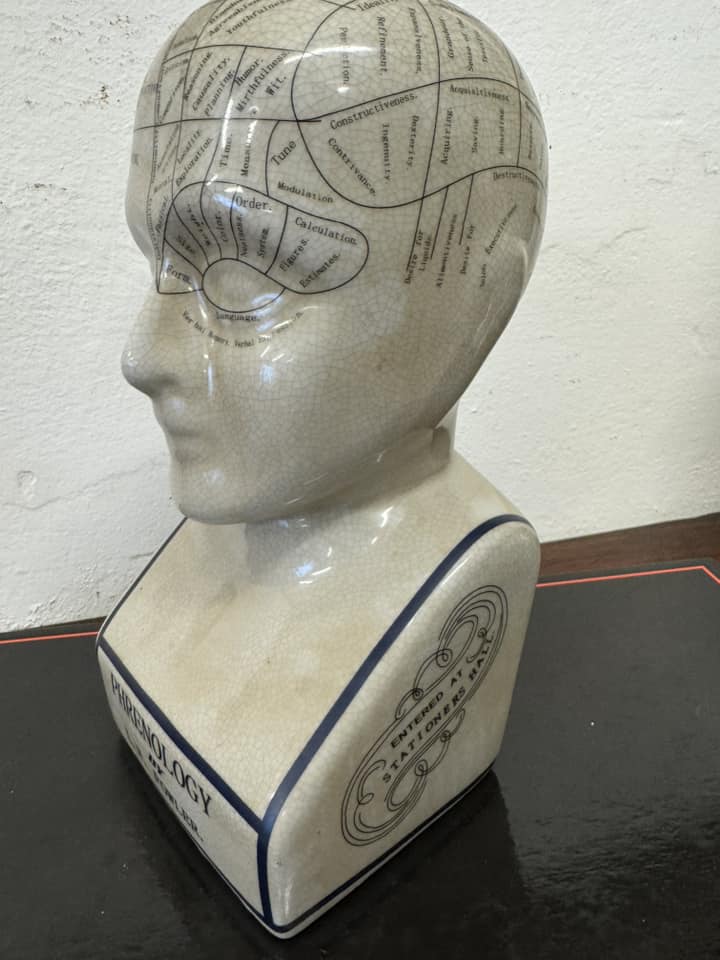 Medium Ceramic Phrenology Bust